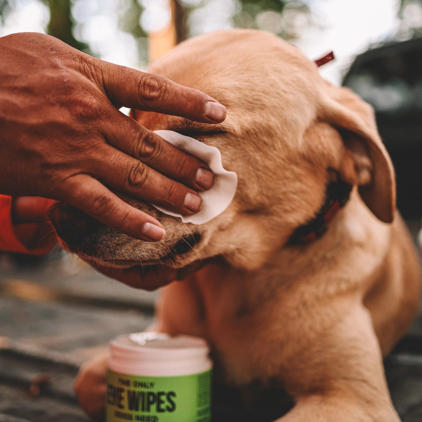 Pet owner cleaning dog eyes with Natural Rapport wipes