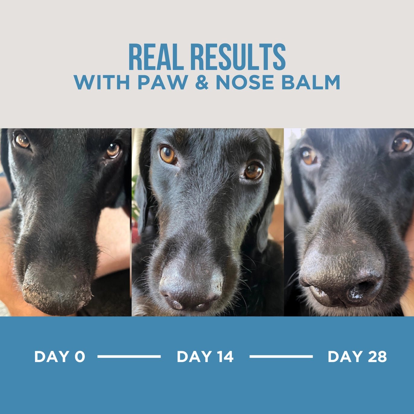 Paw balm and nose balm, safe non-toxic formula, fragrance-free, lick-safe to hydrate and soothe pets effectively